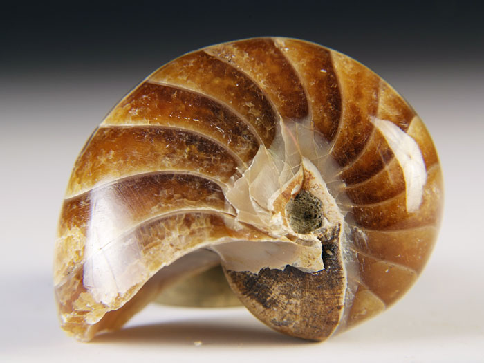 Nautilus aus Madagaskar