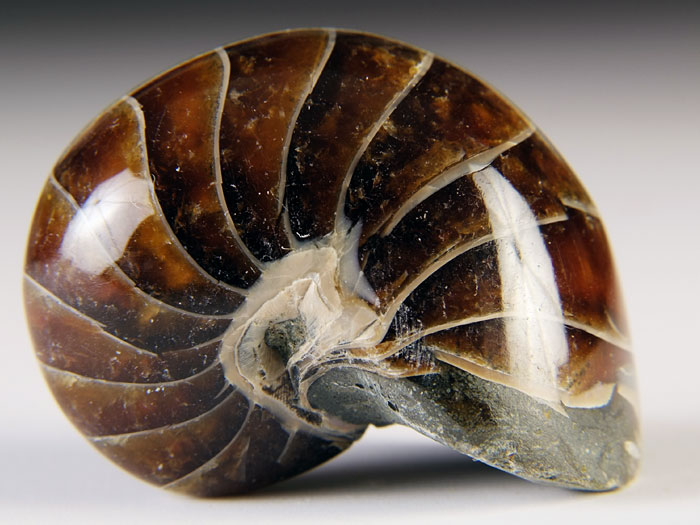 Nautilus aus Madagaskar