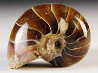 versteinerter Nautilus aus Madagaskar