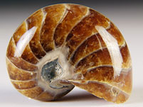 versteinerter Nautilus aus Madagaskar
