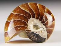 versteinerter Nautilus aus Madagaskar