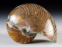 versteinerter Nautilus aus Madagaskar