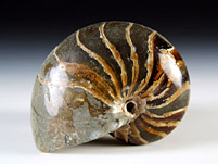 versteinerter Nautilus aus Madagaskar