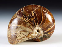 versteinerter Nautilus aus Madagaskar