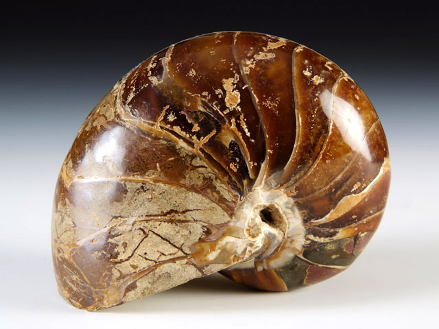 Nautilus aus Madagaskar