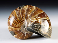 versteinerter Nautilus aus Madagaskar