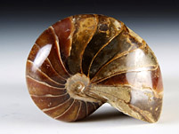 versteinerter Nautilus aus Madagaskar