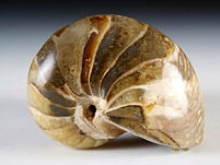versteinerter Nautilus aus Madagaskar