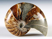 versteinerter Nautilus aus Madagaskar
