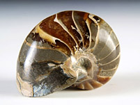 versteinerter Nautilus aus Madagaskar