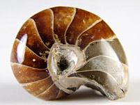versteinerter Nautilus aus Madagaskar