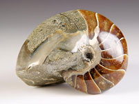 versteinerter Nautilus aus Madagaskar