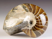 versteinerter Nautilus aus Madagaskar