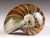 versteinerter Nautilus aus Madagaskar