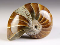 versteinerter Nautilus aus Madagaskar