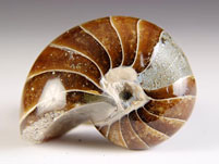 versteinerter Nautilus aus Madagaskar