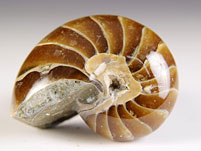 versteinerter Nautilus aus Madagaskar