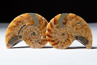 Nautilus cymatoceras