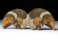 Nautilus cymatoceras