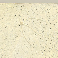 Schlangenstern, Geocoma carinata