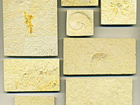 kleine Fossiliensammlung aus dem Solnhofener Plattenkalk
