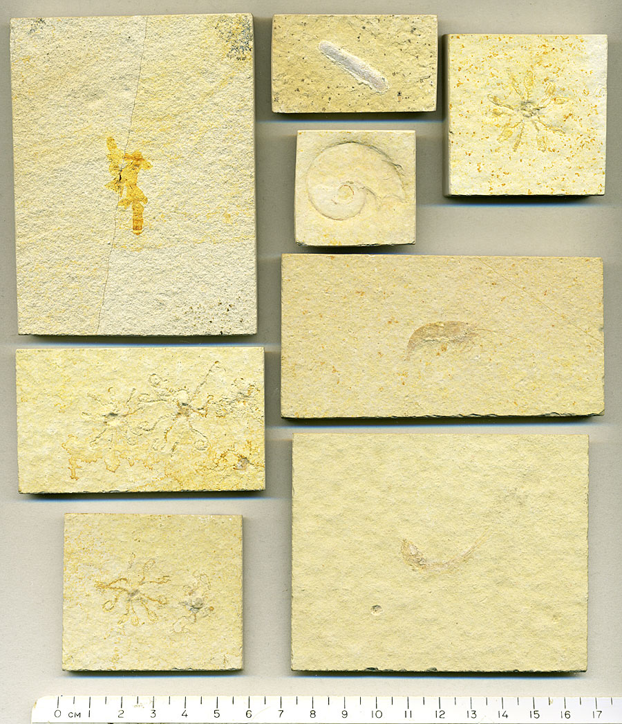 Fossiliensammlung aus dem Solnhofener Plattenkalk
