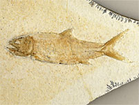 Raubfisch aus dem Solnhofener Plattenkalk