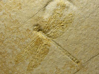 Libelle aus dem Solnhofener Plattenkalk