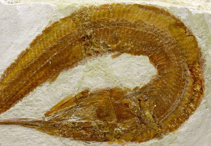 Schnabelfisch aus dem Solnhofener Plattenkalk