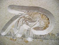 Schwimmkrebs aus dem Solnhofener Plattenkalk