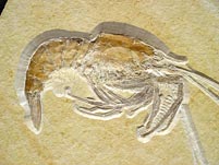 Schwimmkrebs aus dem Solnhofener Plattenkalk