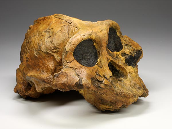 Sch�del eines Australopithecus (Paranthropus) boisei