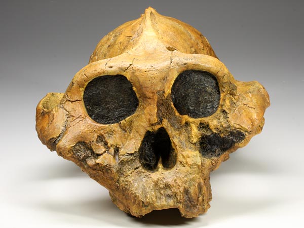 Sch�del eines Australopithecus (Paranthropus) boisei