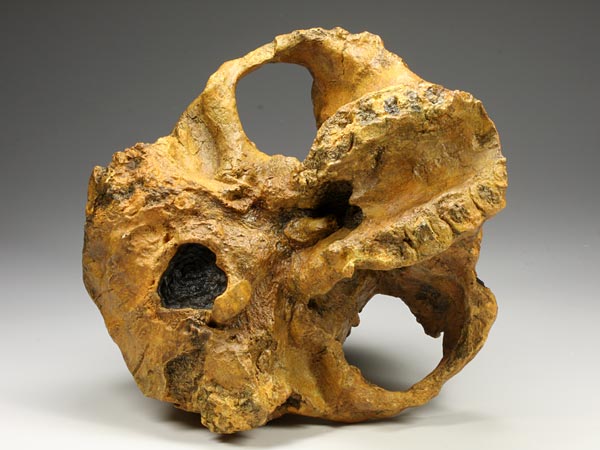 Sch�del eines Australopithecus (Paranthropus) boisei