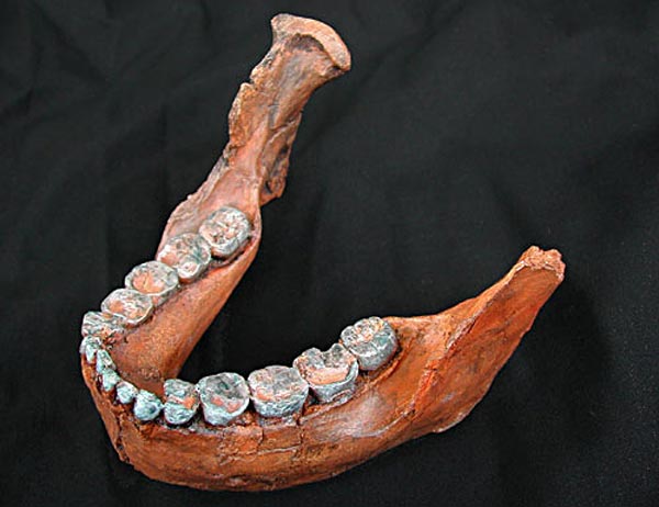 Australopithecus robustus, Unterkiefer