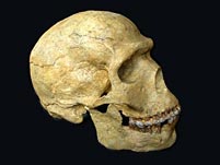 Schdel eines Homo sapiens (neanderthalensis)