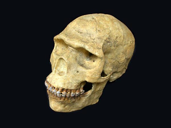 Homo sapiens, Fr�hmoderner Mensch