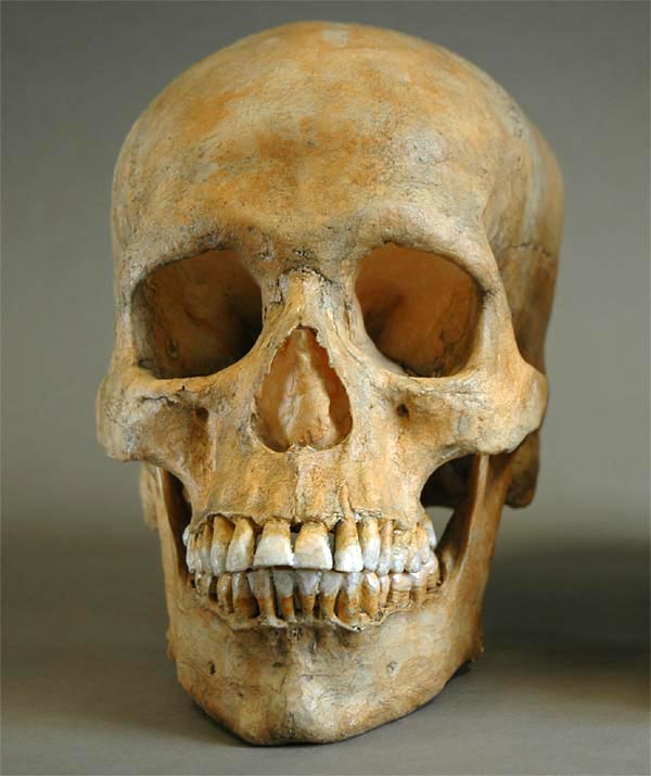 Homo sapiens sapiens, adult
