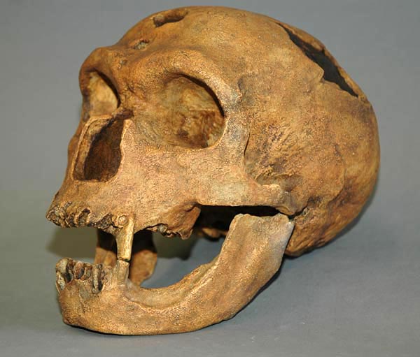 Homo sapiens neanderthalensis, Sch�del mit Unterkiefer