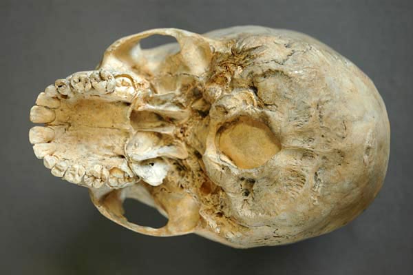 Homo sapiens sapiens, jugendlich