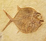 Kugelzahnfisch, Gyrodus circularis