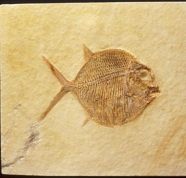 Kugelzahnfisch, Gyrodus circularis