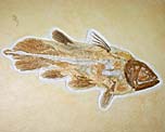 Quastenflosser, Coccederma nudum