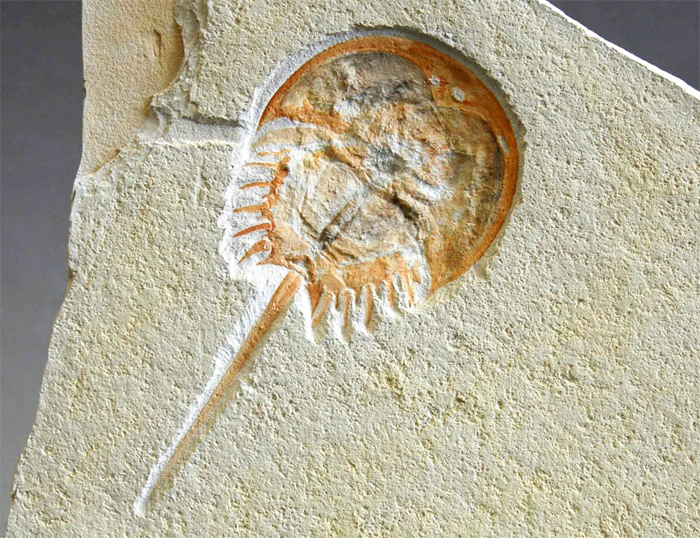 Pfeilschwanzkrebs, Mesolimulus walchi