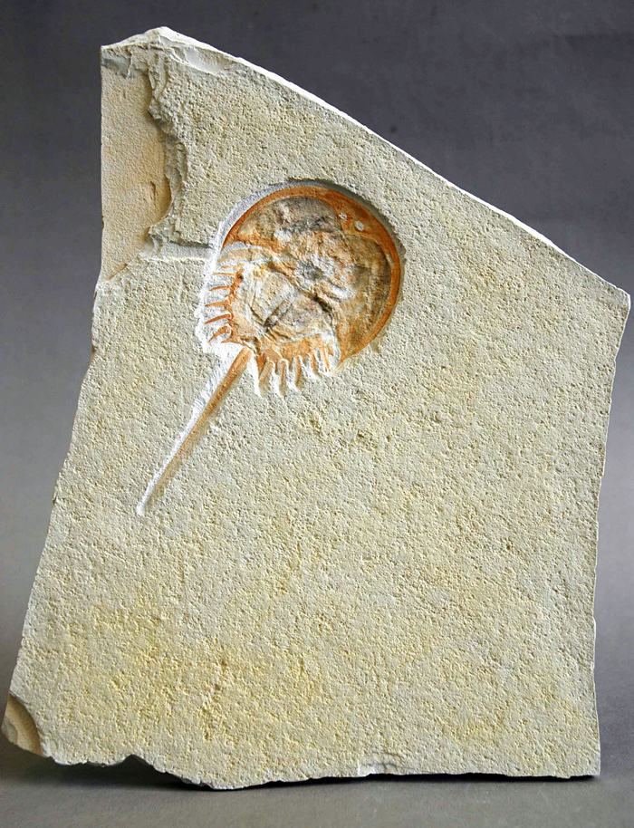 Pfeilschwanzkrebs, Mesolimulus walchi