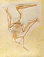 Flugsaurier, Pterodactylus