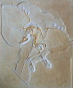 Urvogel, Archaeopteryx