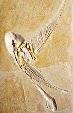 Flugsaurier, Pterodactylus elegans