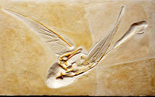 Flugsaurier, Ramphorhynchus phyllurus