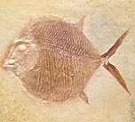 Kugelzahnfisch, Gyrodus circularis